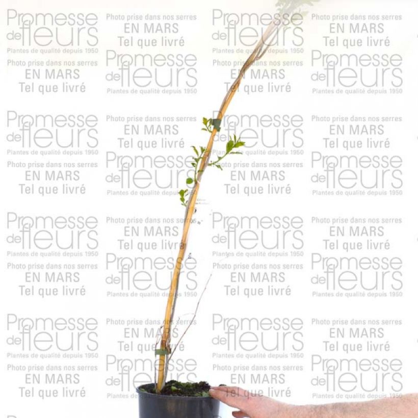 Exemple de spécimen de Celastrus Autumn Revolution - Bourreau arbres Pot de 2L/3L tel que livré