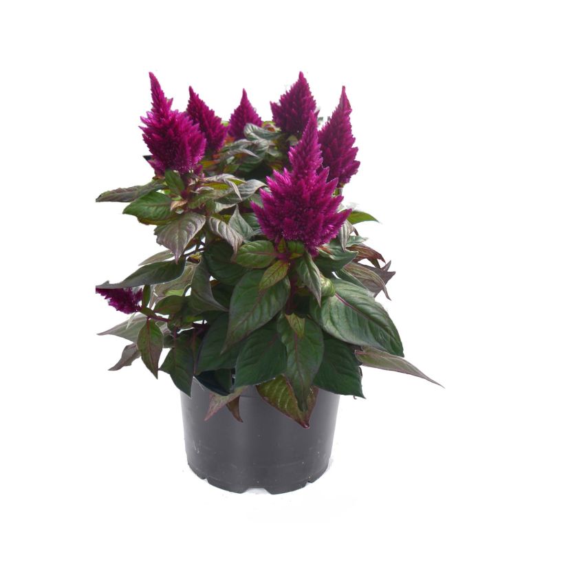 Celosie Kelos Fire Purple Mini-mottes (Floraison)