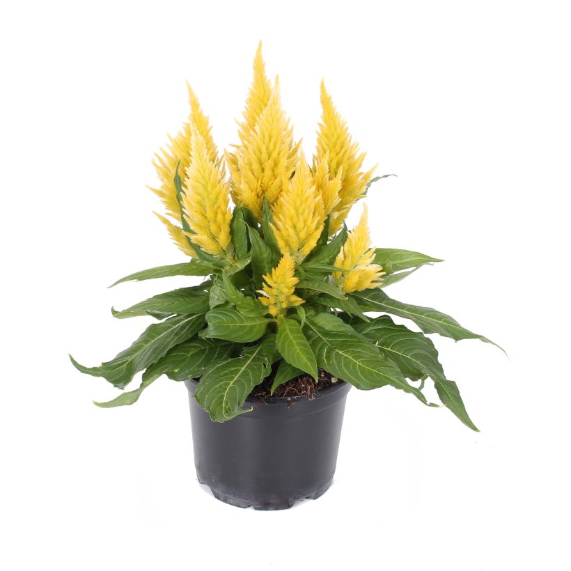 Celosie Kelos Fire Yellow Mini-mottes (Floraison)