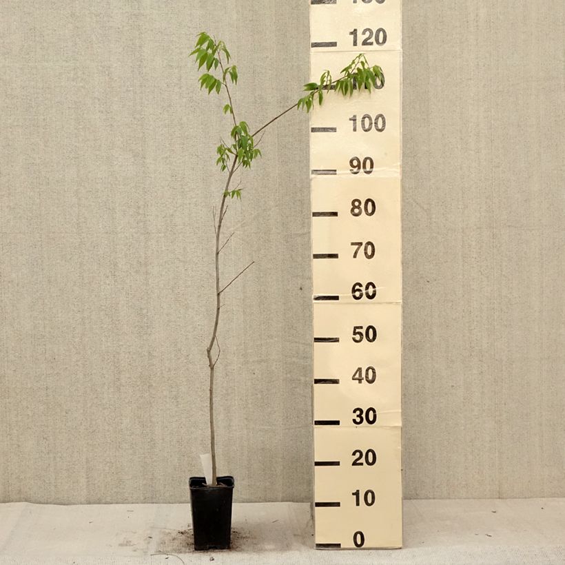 Spécimen de Celtis australis - Micocoulier de Provence Godet de 8/9 cm tel que livré en été
