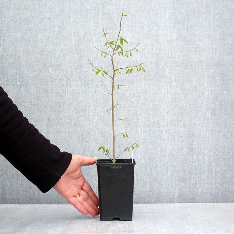 Spécimen de Celtis australis - Micocoulier de Provence Godet de 9 cm tel que livré au printemps