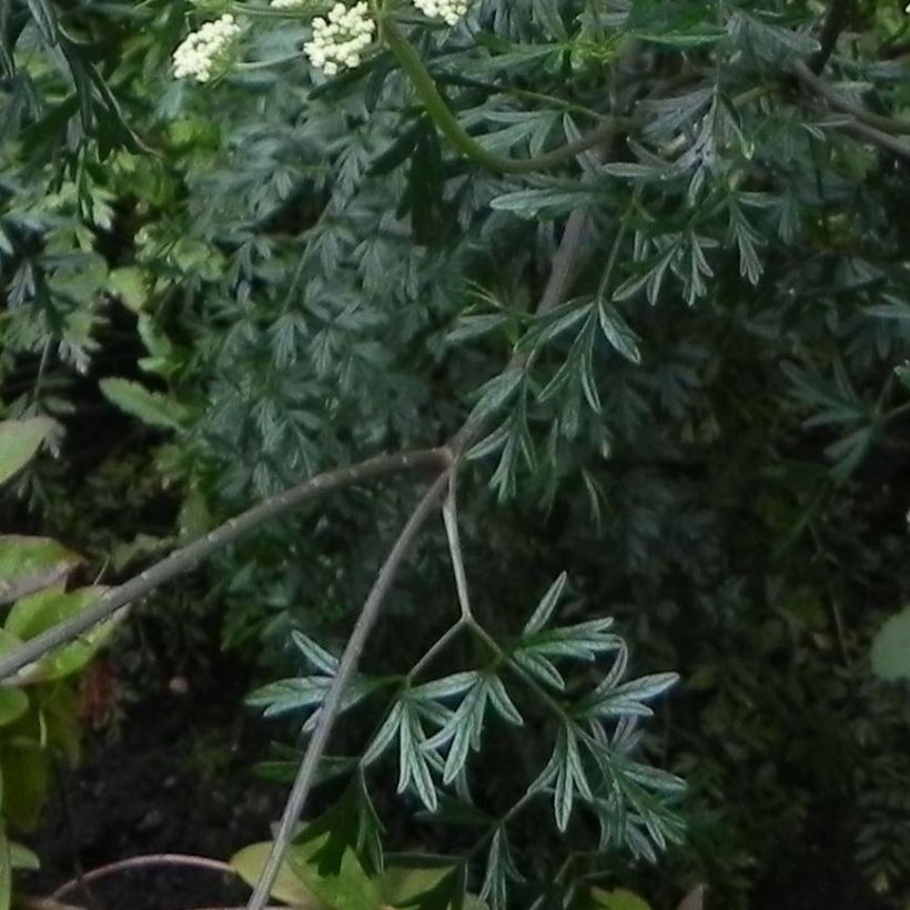 Cenolophium denudatum - Persil de la Baltique (Feuillage)