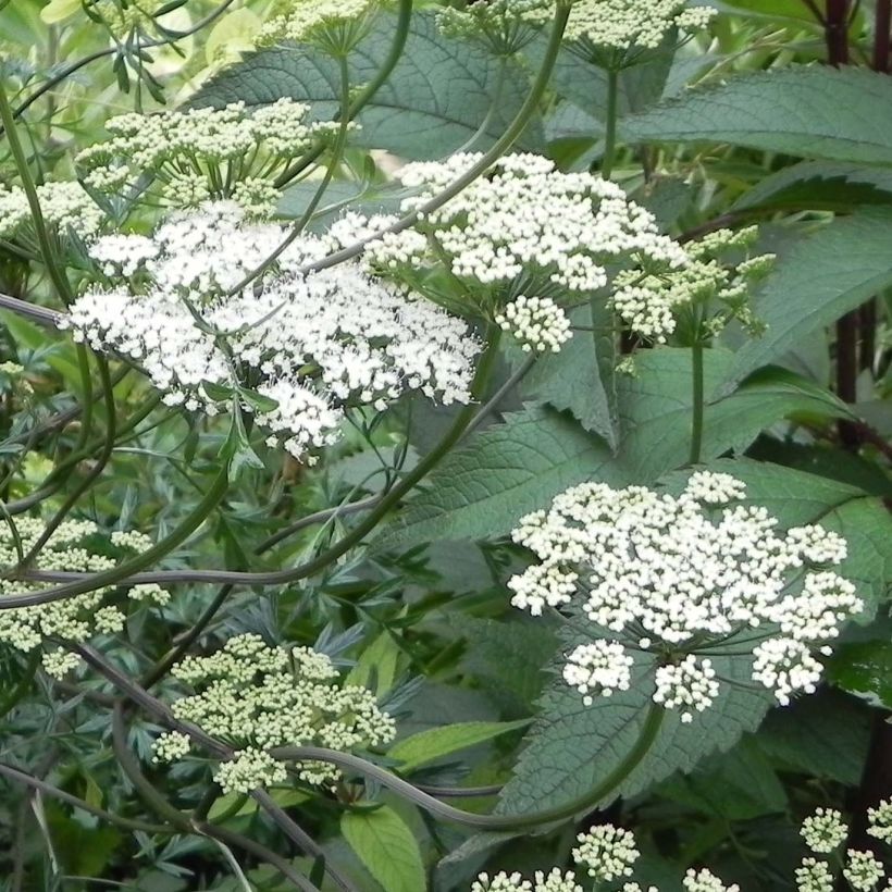 Cenolophium denudatum - Persil de la Baltique (Floraison)