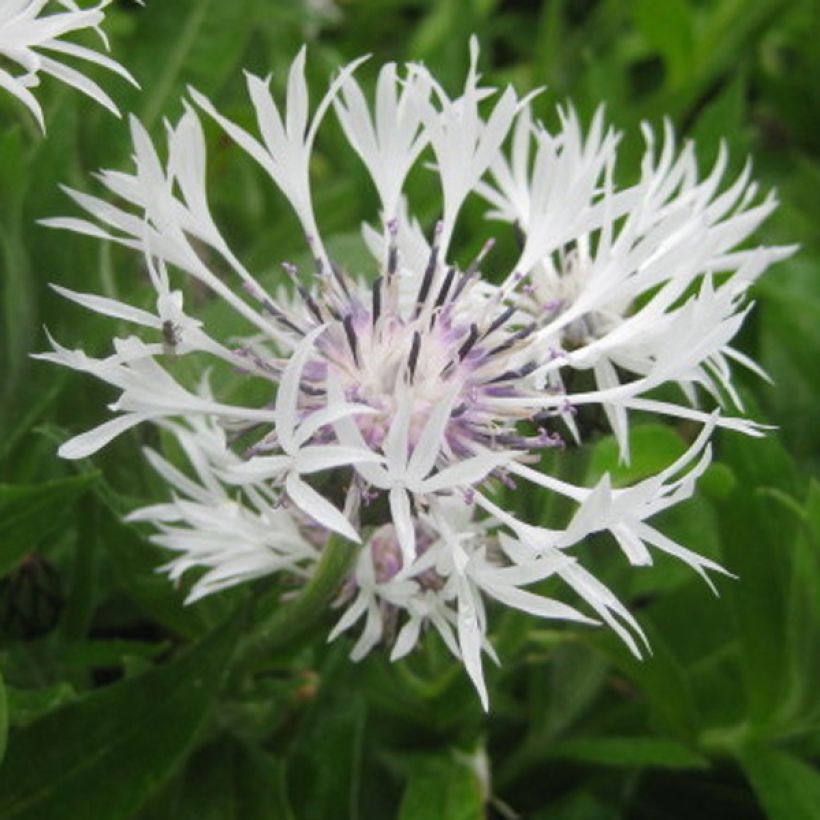 Bleuet des montagnes blanc - Centaurée montana Alba (Floraison)