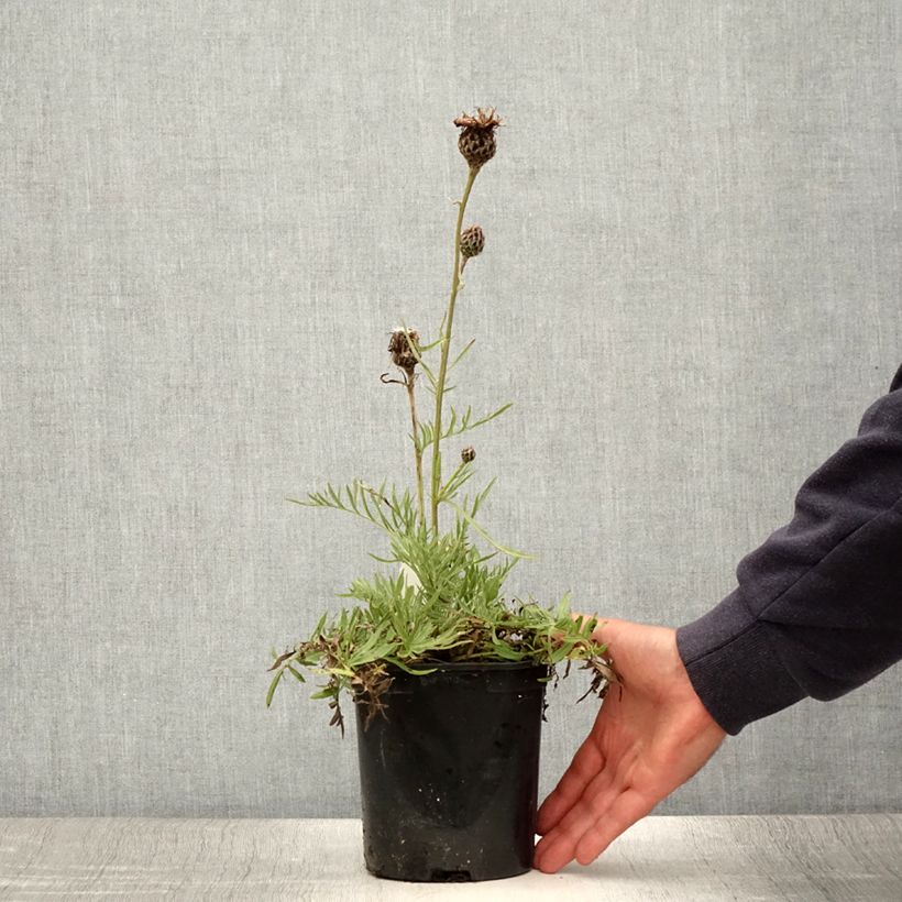 Spécimen de Centaurea atropurpurea - Centaurée pourpre Pot de 2L/3L tel que livré en été