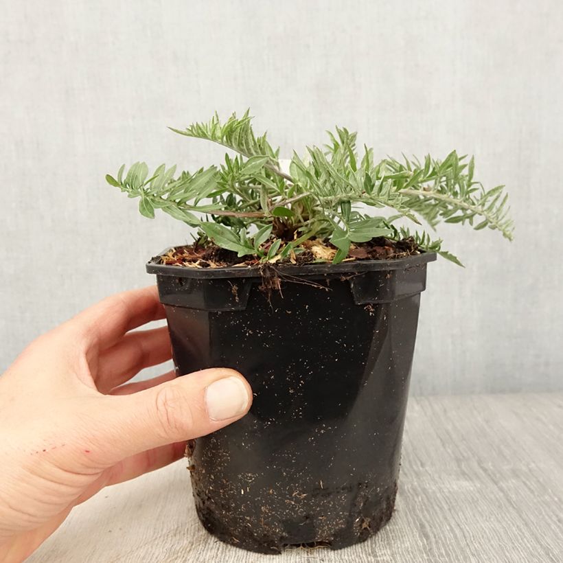 Spécimen de Centaurea atropurpurea - Centaurée pourpre en pot de 2L/3L tel que livré au printemps