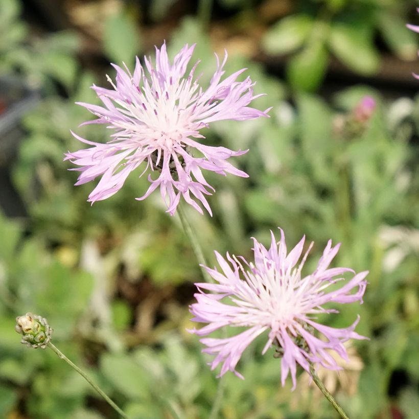Centaurea bella - Centaurée élégante (Floraison)