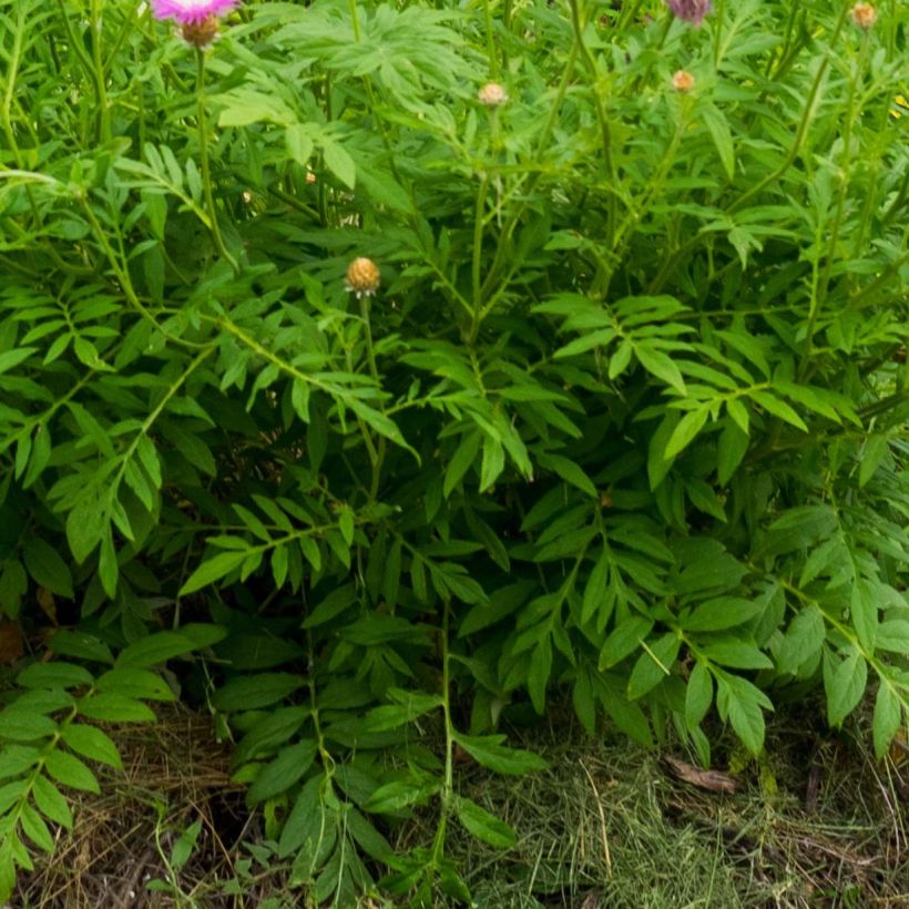 Centaurea dealbata - Centaurée de Perse (Feuillage)