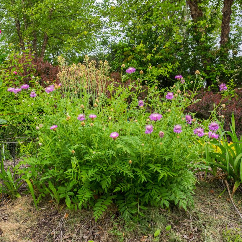 Centaurea dealbata - Centaurée de Perse (Port)