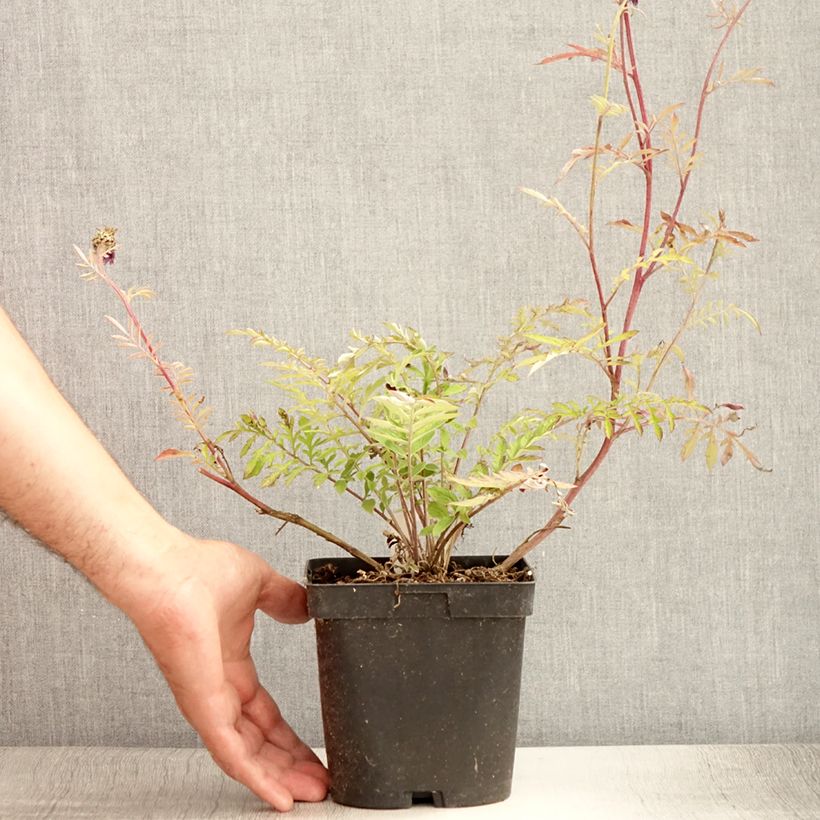 Spécimen de Centaurea dealbata - Centaurée de Perse Pot de 2L/3L tel que livré en été