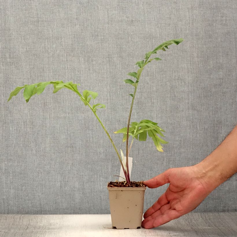 Spécimen de Centaurea dealbata Steenbergii - Centaurée de Perse Godet de 8/9 cm tel que livré en été