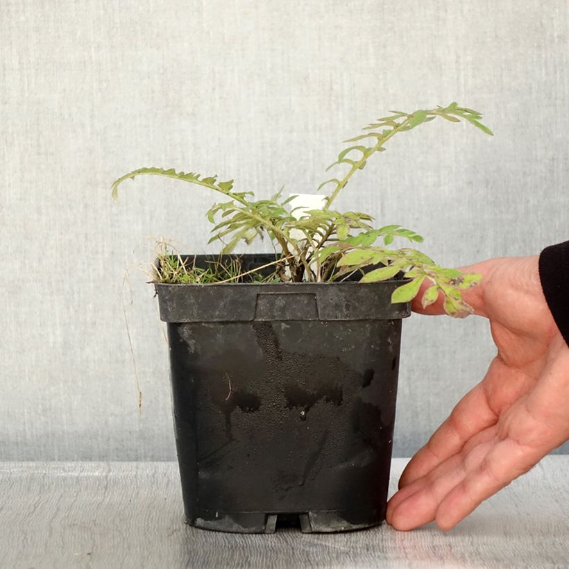 Spécimen de Centaurea dealbata Steenbergii - Centaurée de Perse Pot de 2L/3L tel que livré en automne