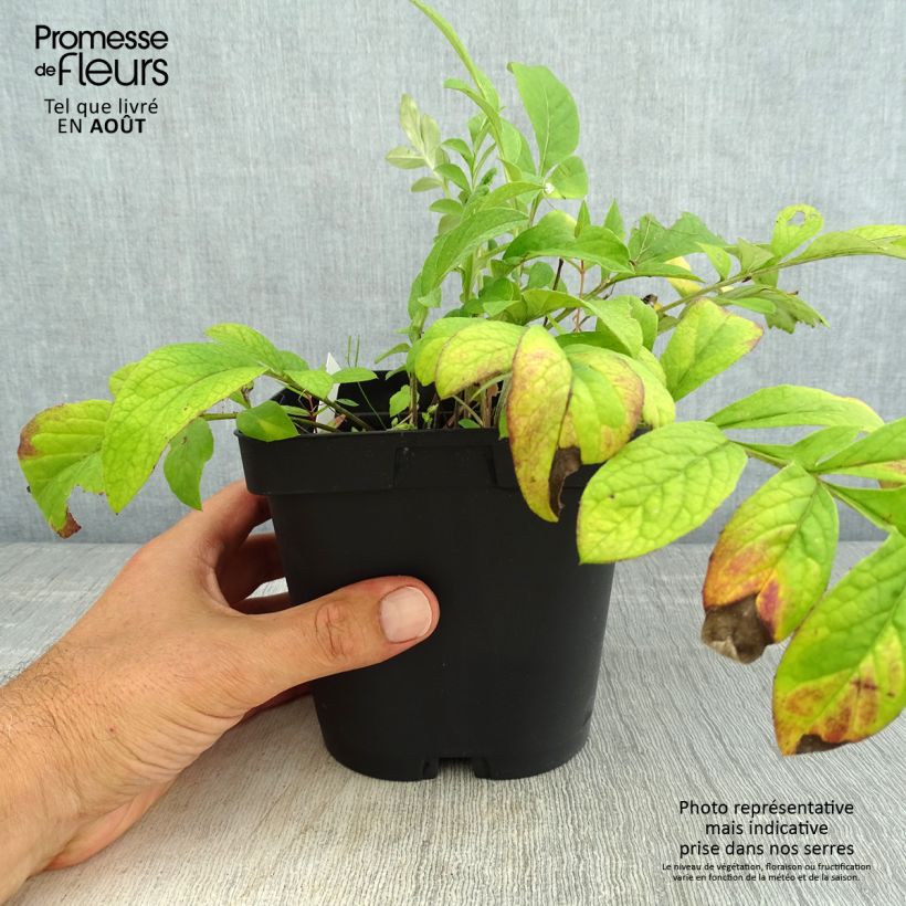 Spécimen de Centaurea dealbata Steenbergii - Centaurée de Perse Pot de 2L/3L tel que livré en été