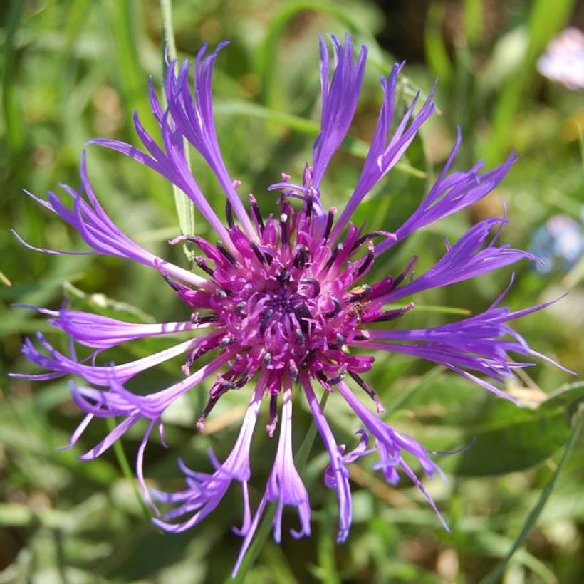 Bleuet des Montagnes bleu - Centauree bleue Montana Coerulea (Floraison)