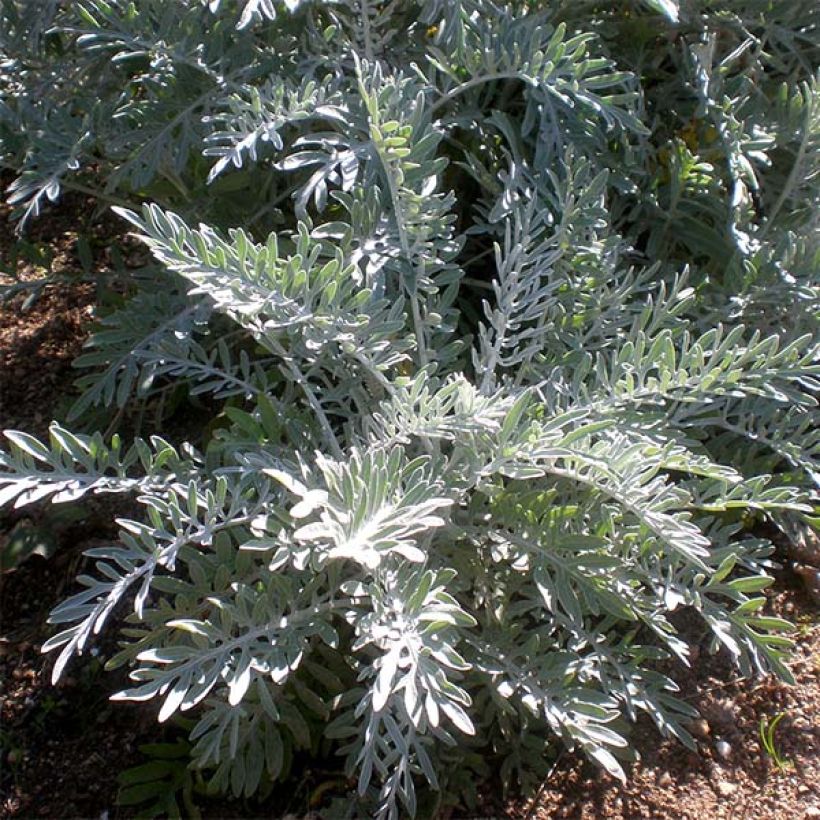 Centaurée, Centaurea pulcherrima (Feuillage)