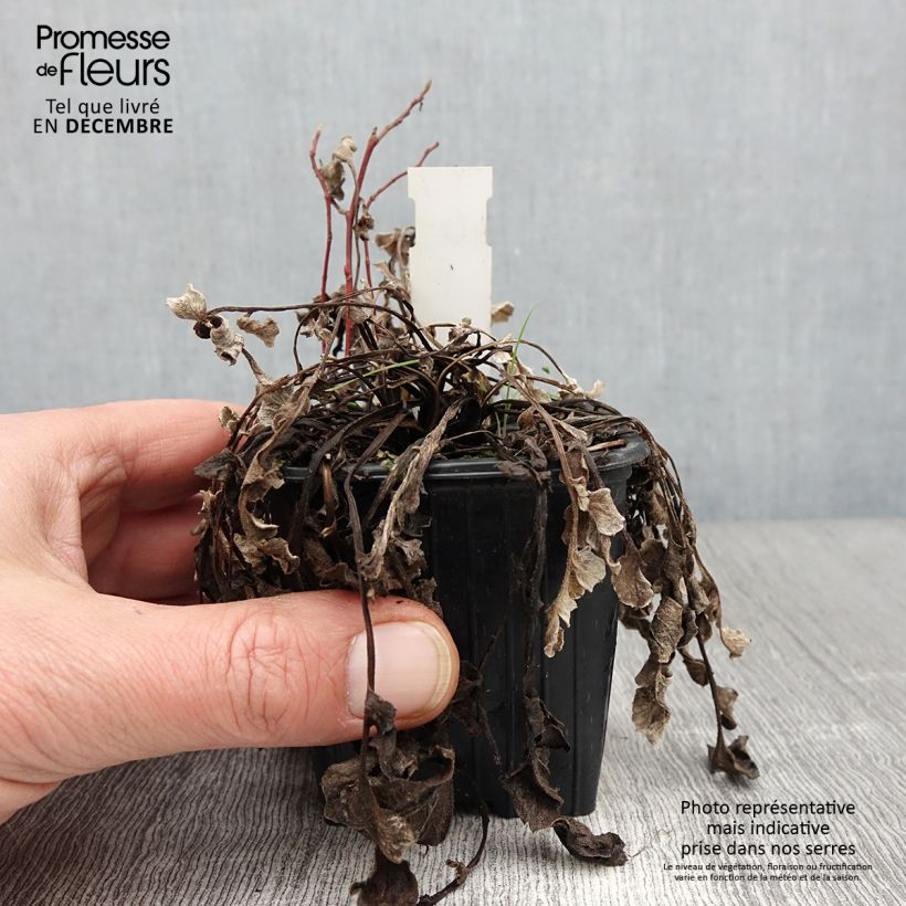 Spécimen de Centaurée, Centaurea pulcherrima Godet de 8/9 cm tel que livré en automne