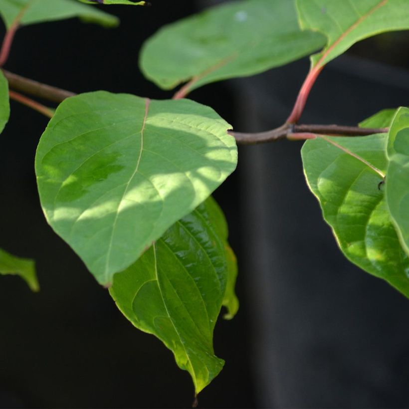 Cephalanthus occidentalis - Bois-bouton (Feuillage)