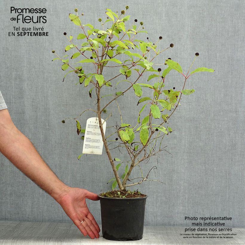Spécimen de Cephalanthus occidentalis - Bois-bouton Pot de 3L/4L tel que livré en été