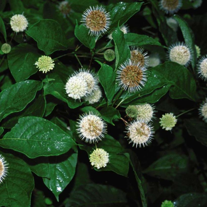 Cephalanthus occidentalis Fiber Optics (Floraison)