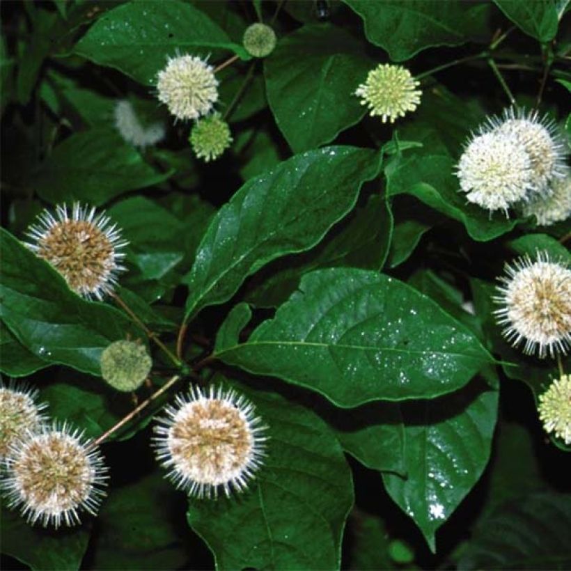 Cephalanthus occidentalis Fiber Optics (Feuillage)