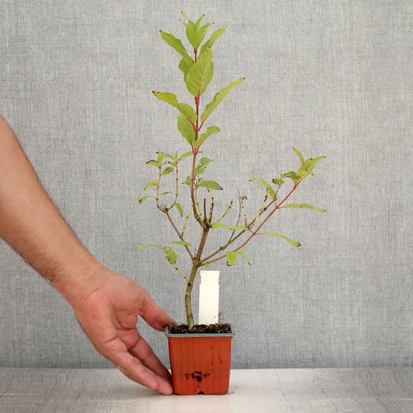 Spécimen de Cephalanthus occidentalis Moonlight Fantasy Godet de 8/9 cm tel que livré en été