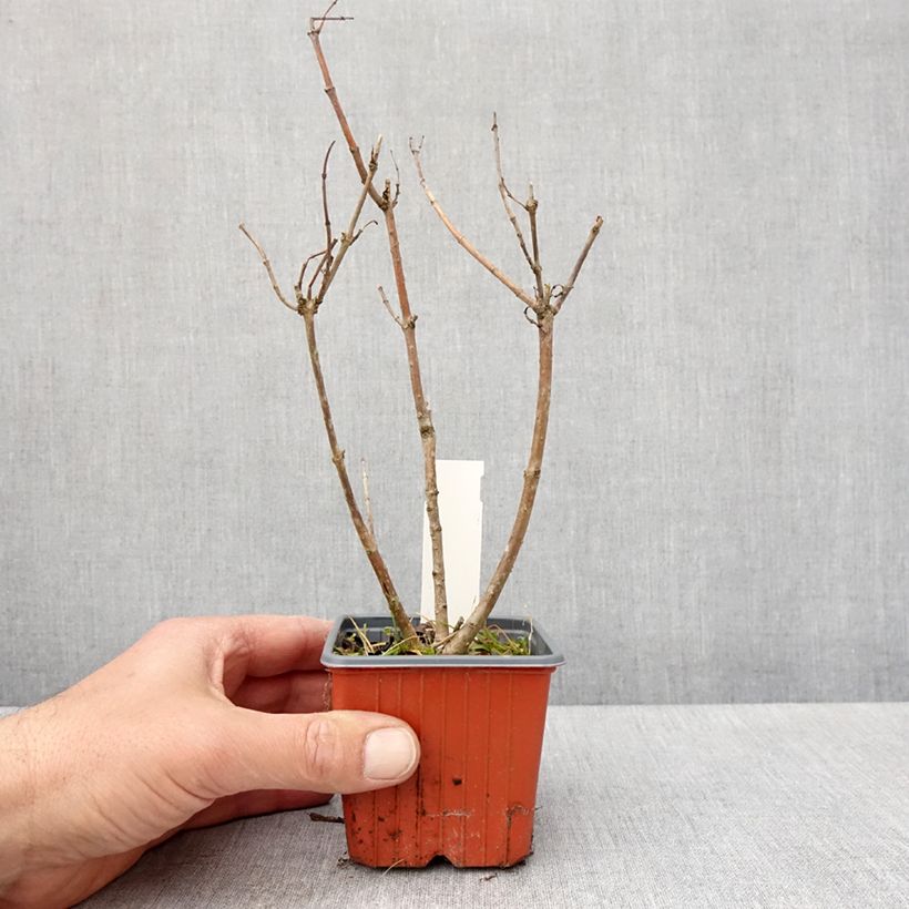 Spécimen de Cephalanthus occidentalis Moonlight Fantasy - Godet de 8/9 cm tel que livré au printemps