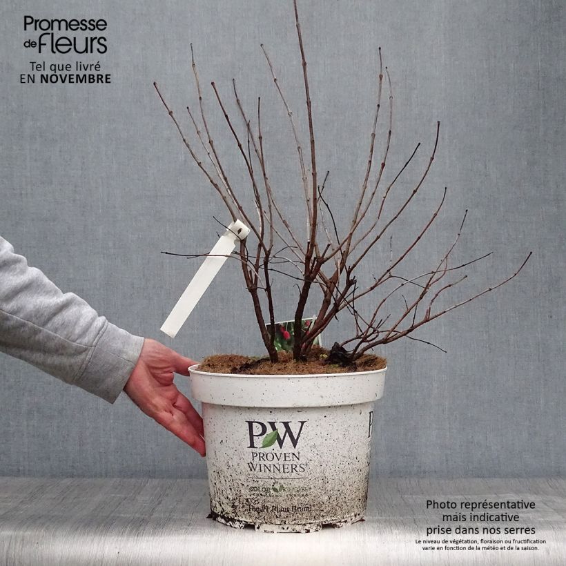Spécimen de Cephalanthus occidentalis Sugar Shack Pot de 7,5L/10L tel que livré en automne