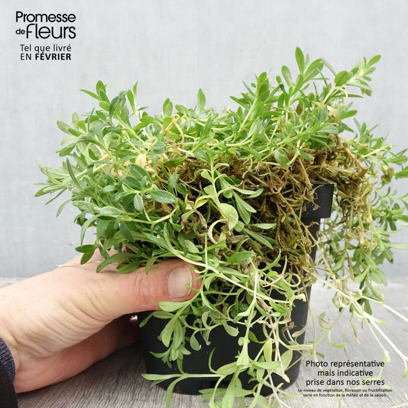 Spécimen de Cerastium tomentosum var. columnae - Oreille de souris - Céraiste Columnae Pot de 2L/3L tel que livré en hiver