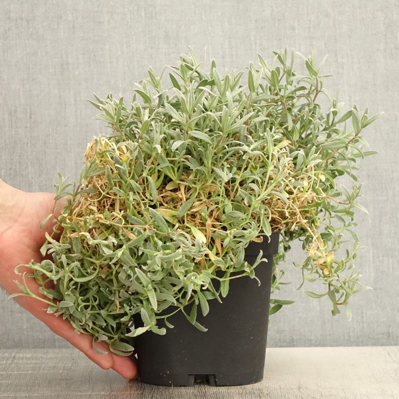 Spécimen de Cerastium tomentosum var. columnae - Oreille de souris - Céraiste Columnae Pot de 2L/3L tel que livré au printemps