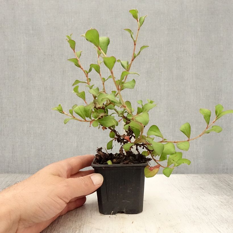 Spécimen de Ceratostigma griffithii, Dentelaire Godet de 8/9 cm tel que livré en été