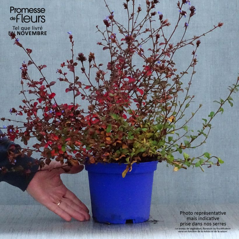Spécimen de Ceratostigma griffithii, Dentelaire Pot de 2L/3L tel que livré en automne