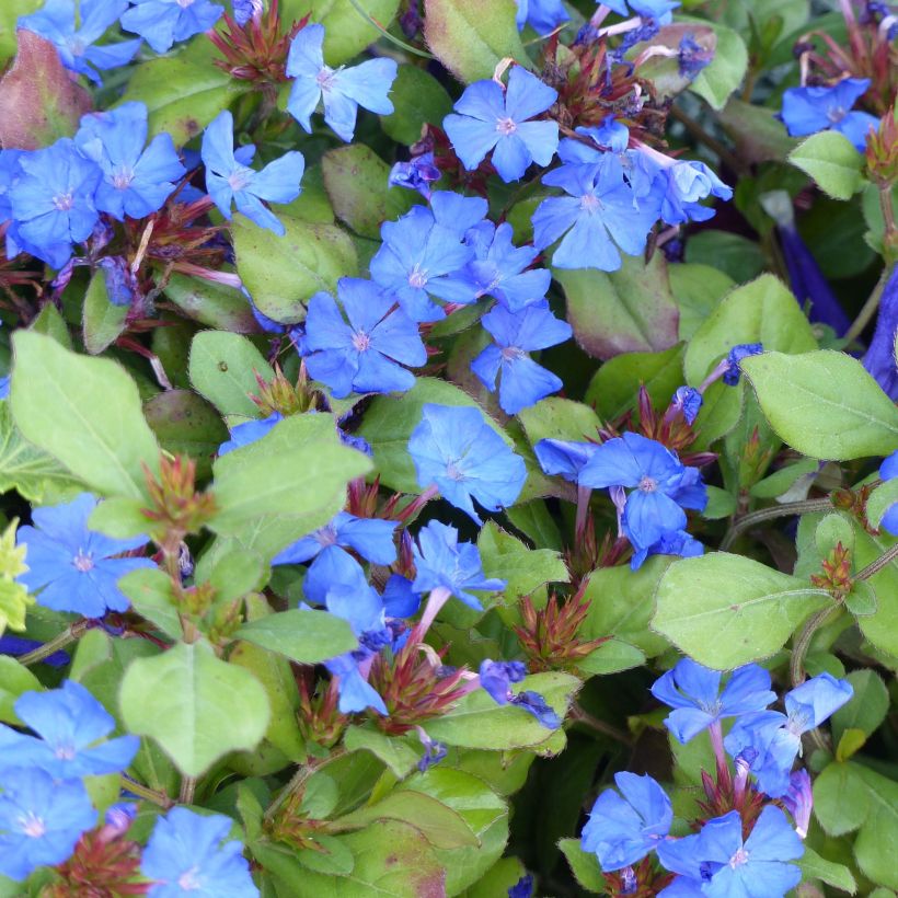 Ceratostigma plumbaginoïdes - Dentelaire (Floraison)