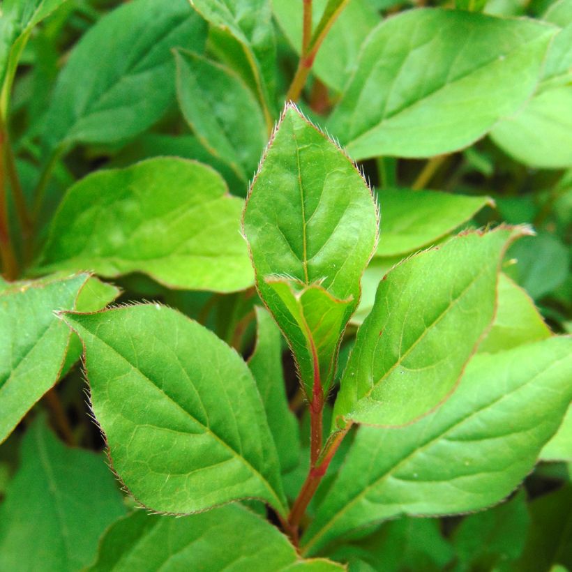Ceratostigma plumbaginoïdes - Dentelaire (Feuillage)