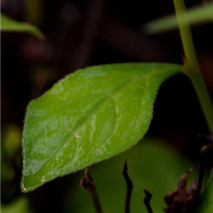 Ceratostigma willmottianum - Dentelaire (Feuillage)