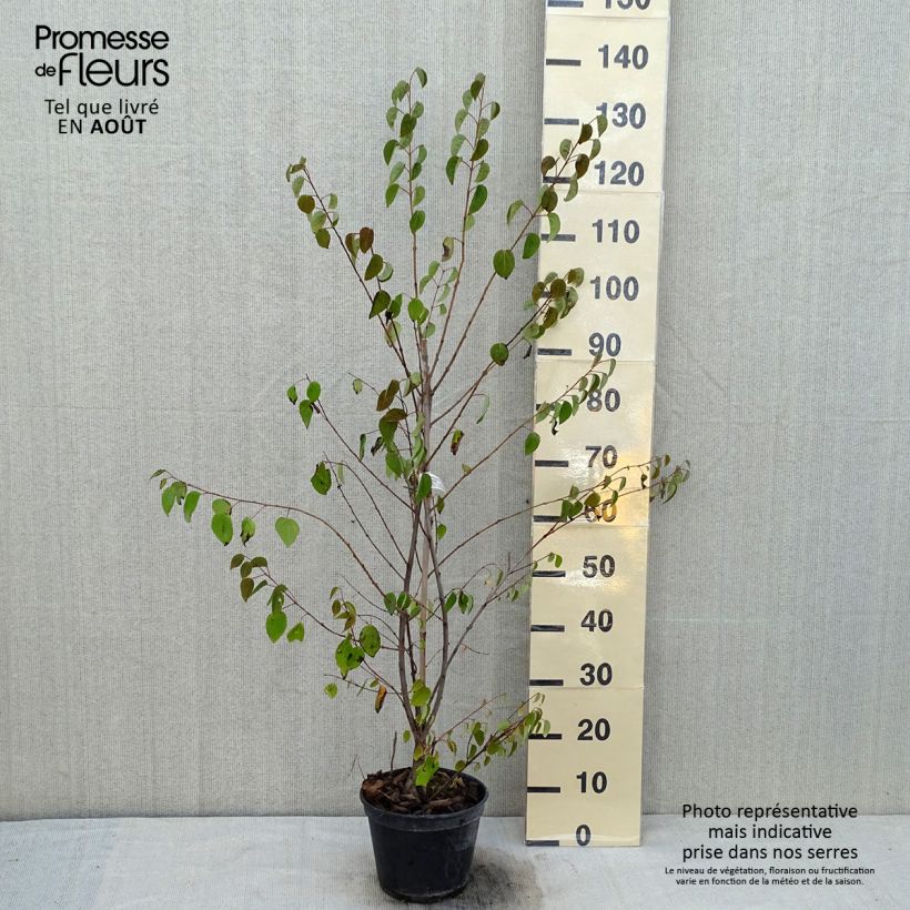 Spécimen de Cercidiphyllum japonicum Glowball - Arbre à caramel  Pot de 4L/5L tel que livré en été