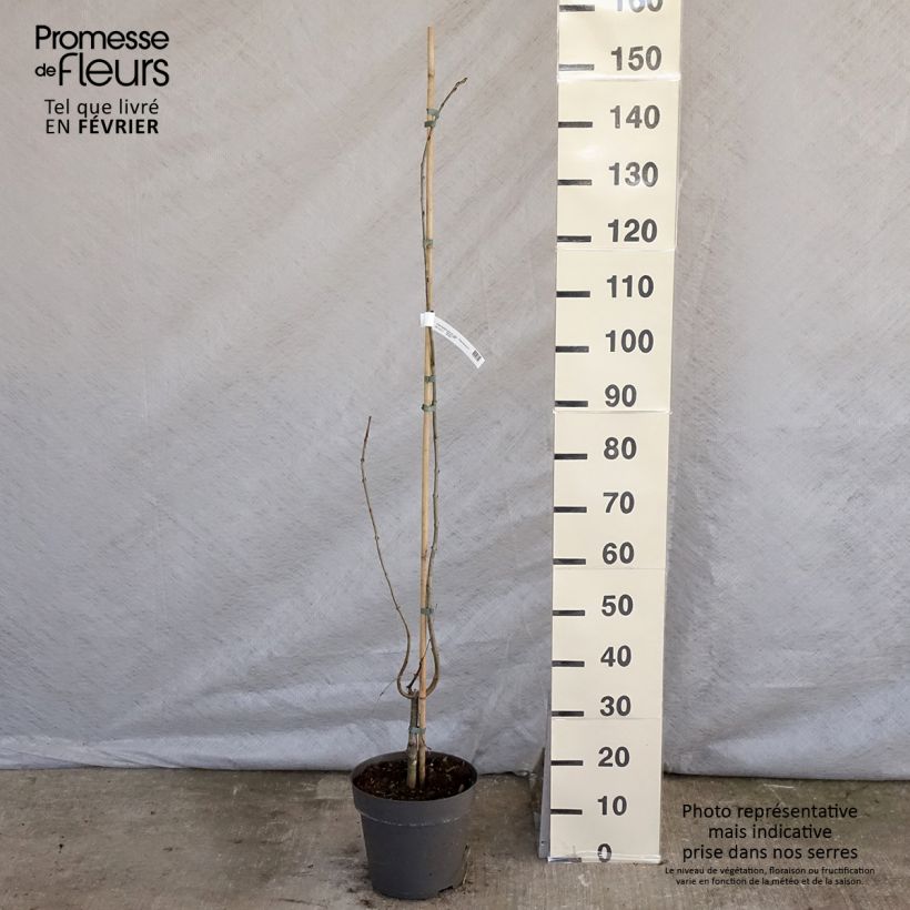 Spécimen de Cercidiphyllum japonicum Pendulum - Arbre à caramel Pot de 4L/5L tel que livré en hiver