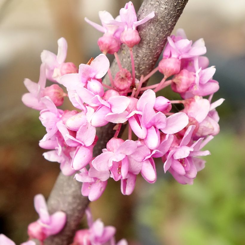 Cercis canadensis Alley Cat - Gainier du Canada (Floraison)