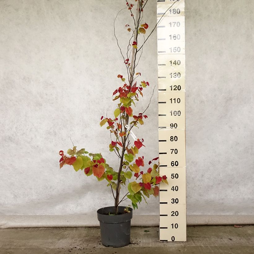 Spécimen de Cercis canadensis Eternal Flame - Gainier du Canada Pot de 12L/15L tel que livré en été