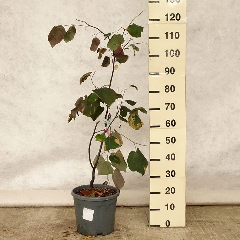 Spécimen de Cercis canadensis Forest Pansy - Arbre de Judée Pot de 7,5L/10L tel que livré en été