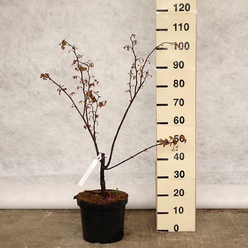 Spécimen de Cercis canadensis Forest Pansy - Arbre de Judée Pot de 7,5L/10LHauteur livrée env. 80/100cm tel que livré au printemps