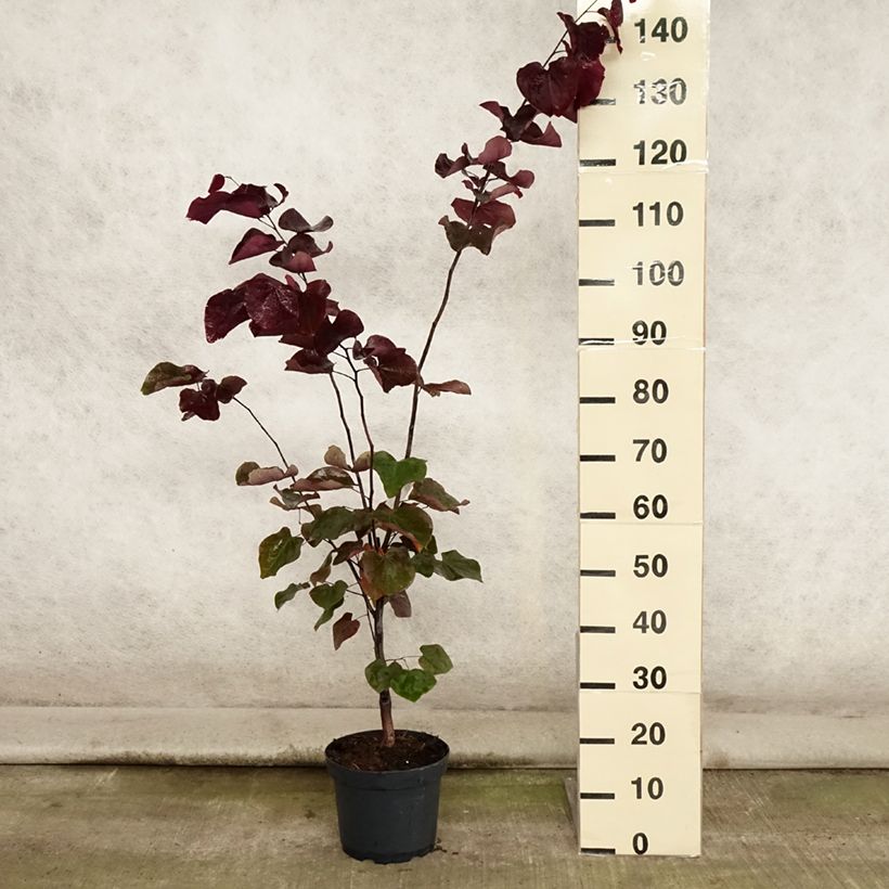 Spécimen de Cercis canadensis Forest Pansy - Arbre de Judée Pot de 4L/5L tel que livré en été