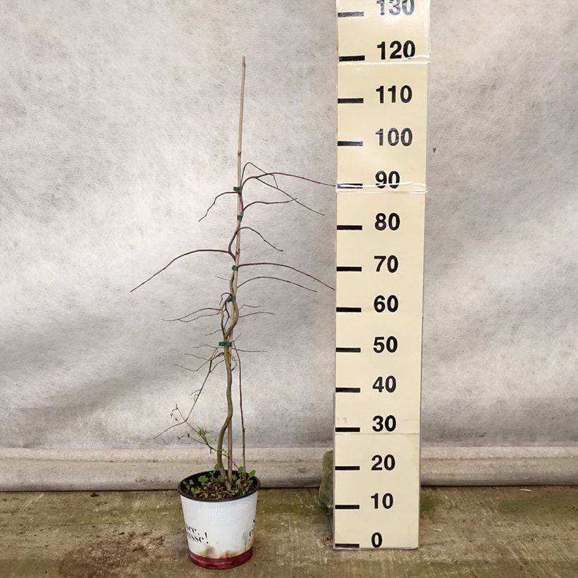 Spécimen de Cercis canadensis Golden Falls - Gainier du Canada Pot de 4L/5L, Baliveau tel que livré en automne