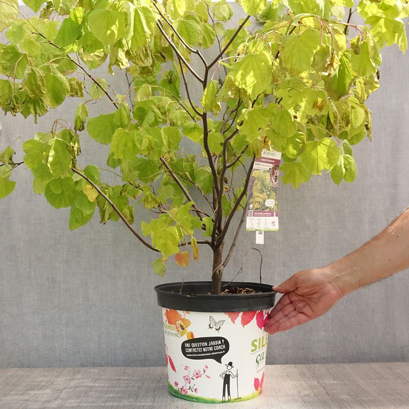 Spécimen de Cercis canadensis Hearts of Gold - Arbre de Judée doré Pot de 7,5L/10L tel que livré en été