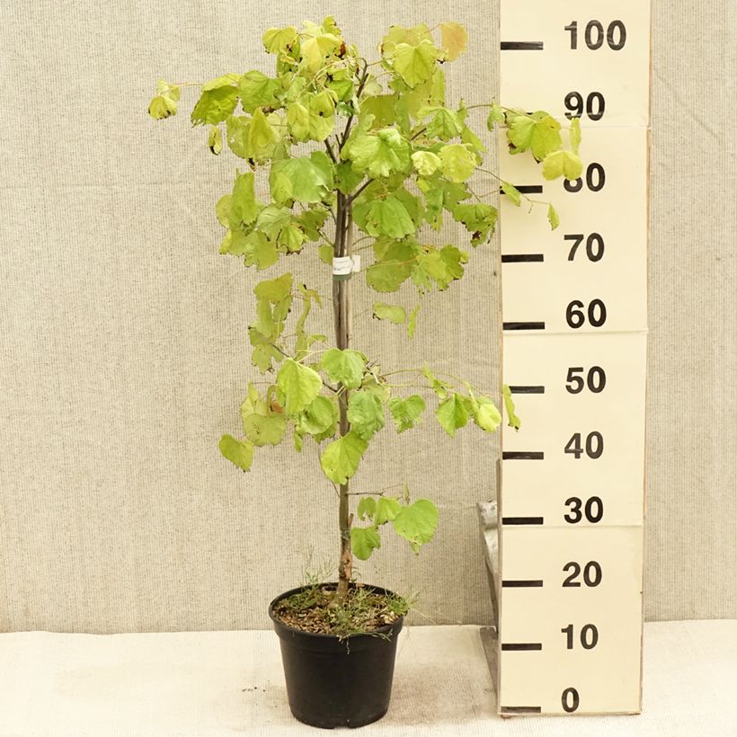 Spécimen de Cercis canadensis Hearts of Gold - Arbre de Judée doré Pot de 4L/5L tel que livré en été