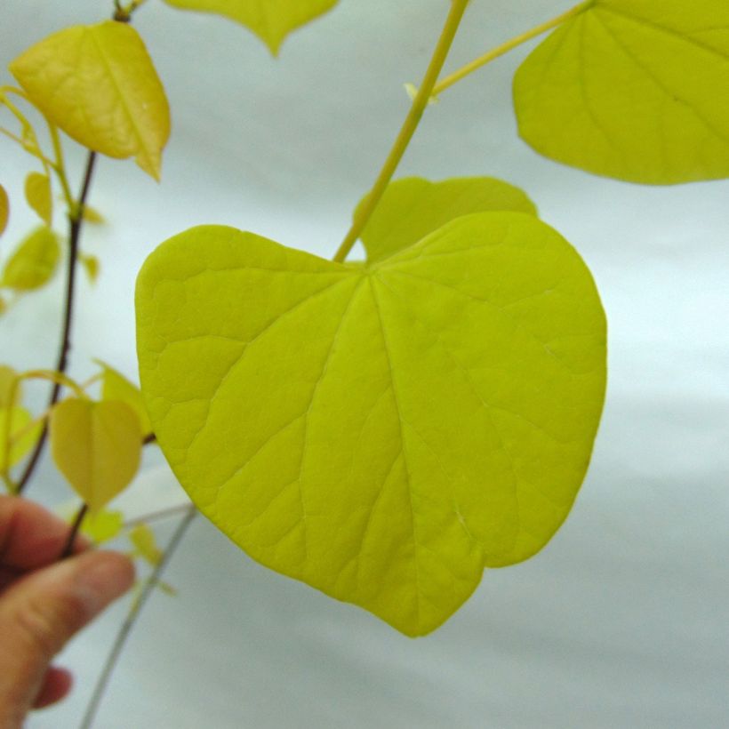 Cercis canadensis Hearts of Gold - Arbre de Judée doré (Feuillage)