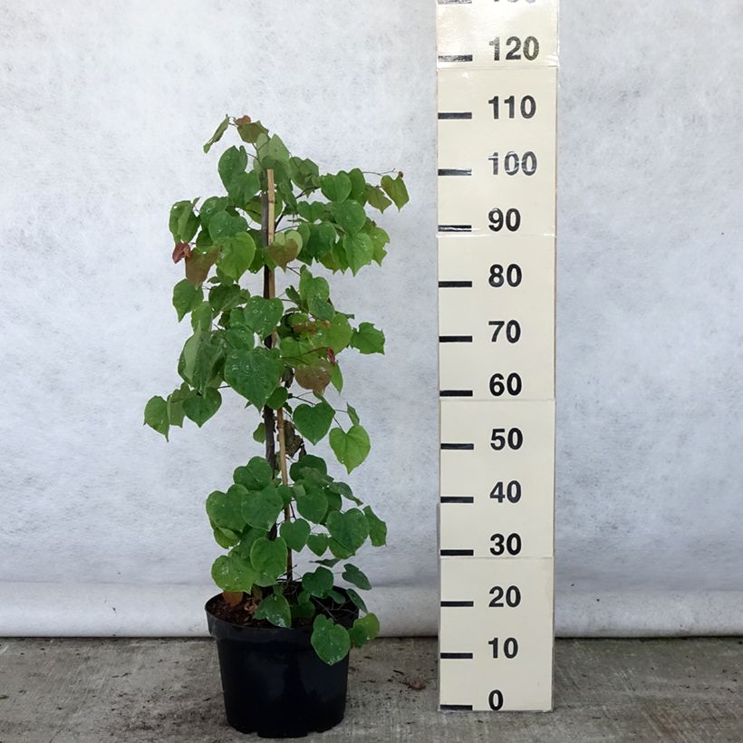 Spécimen de Cercis canadensis Lavender Twist - Gainier du Canada pleureur rose Pot de 7,5L/10LHauteur livrée env. 70/100cm tel que livré en été