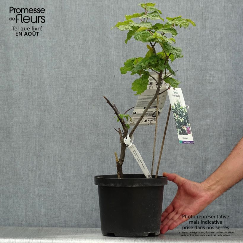 Spécimen de Cercis canadensis Little Woody - Gainier du Canada Pot de 3L/4L tel que livré en été