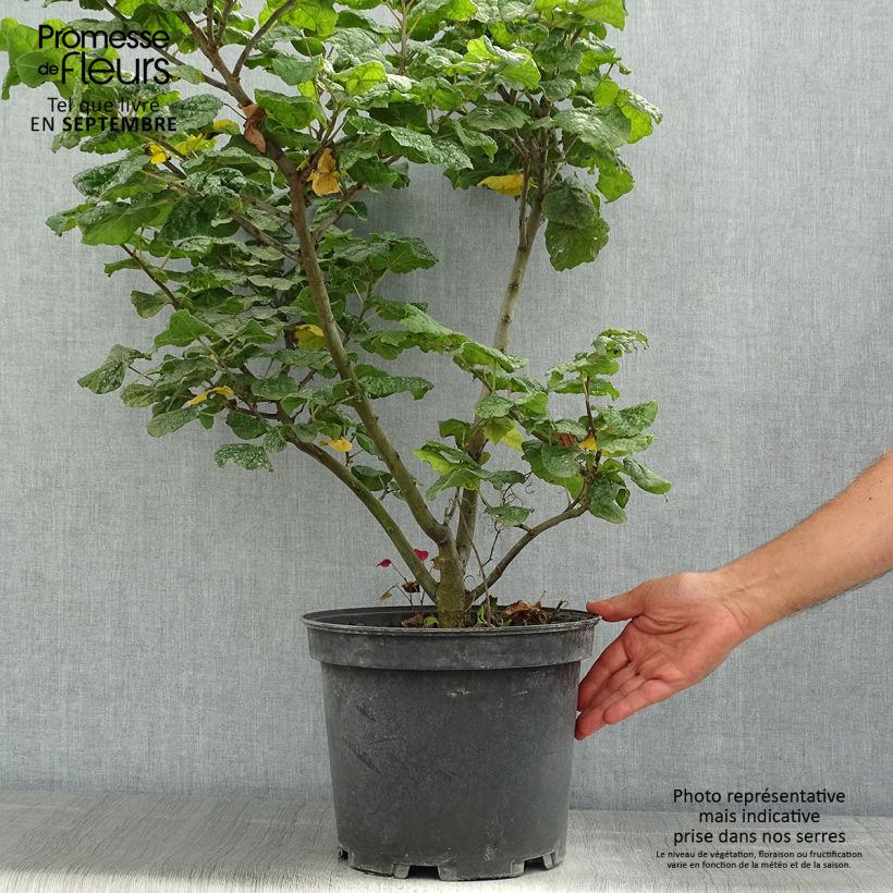 Spécimen de Cercis canadensis Little Woody - Gainier du Canada Pot de 6L/7L tel que livré en été