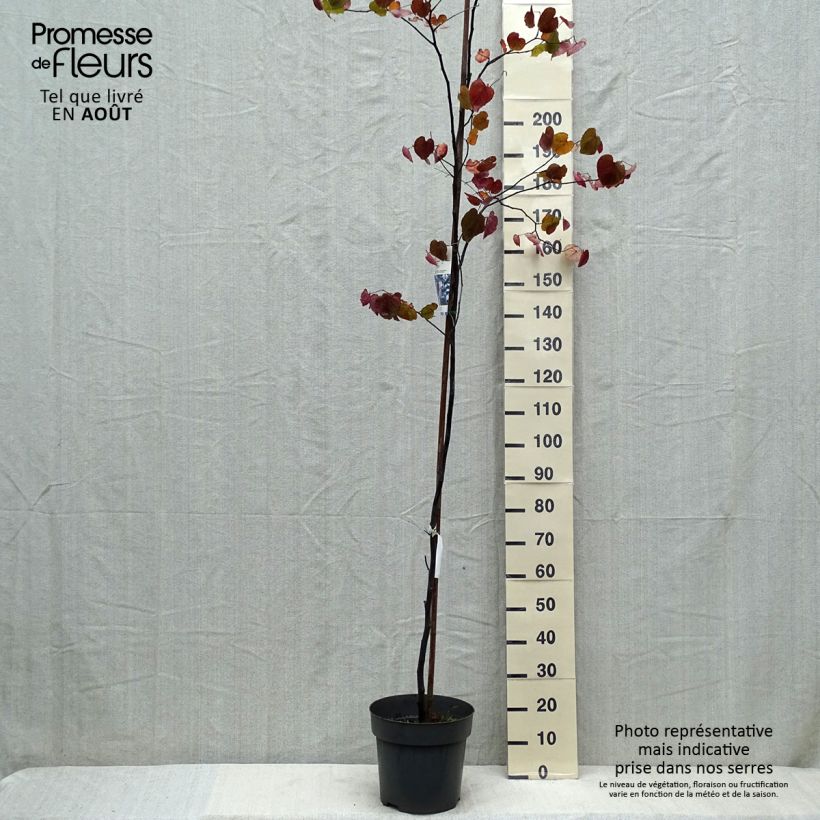 Spécimen de Cercis canadensis Merlot - Gainier du Canada  Pot de 6L/7L tel que livré en été