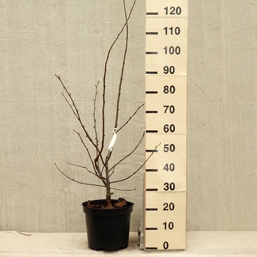 Spécimen de Cercis canadensis Pink Pom Pom's - Gainier du Canada Pot de 7,5L/10L tel que livré au printemps